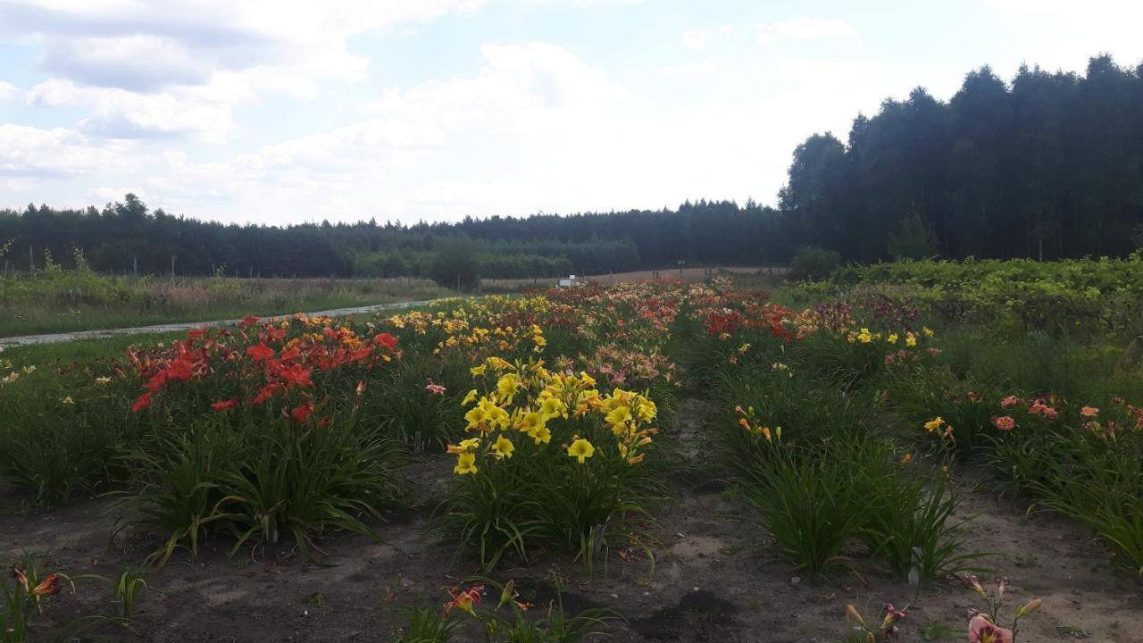 Winnica Debogora Dobiegniew Dış mekan fotoğraf